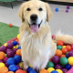 GOLDEN BOBBING FOR BONES